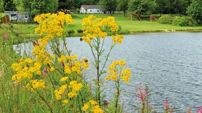 Gelbe Blumen und Spielplatz nahe einem ruhigen See