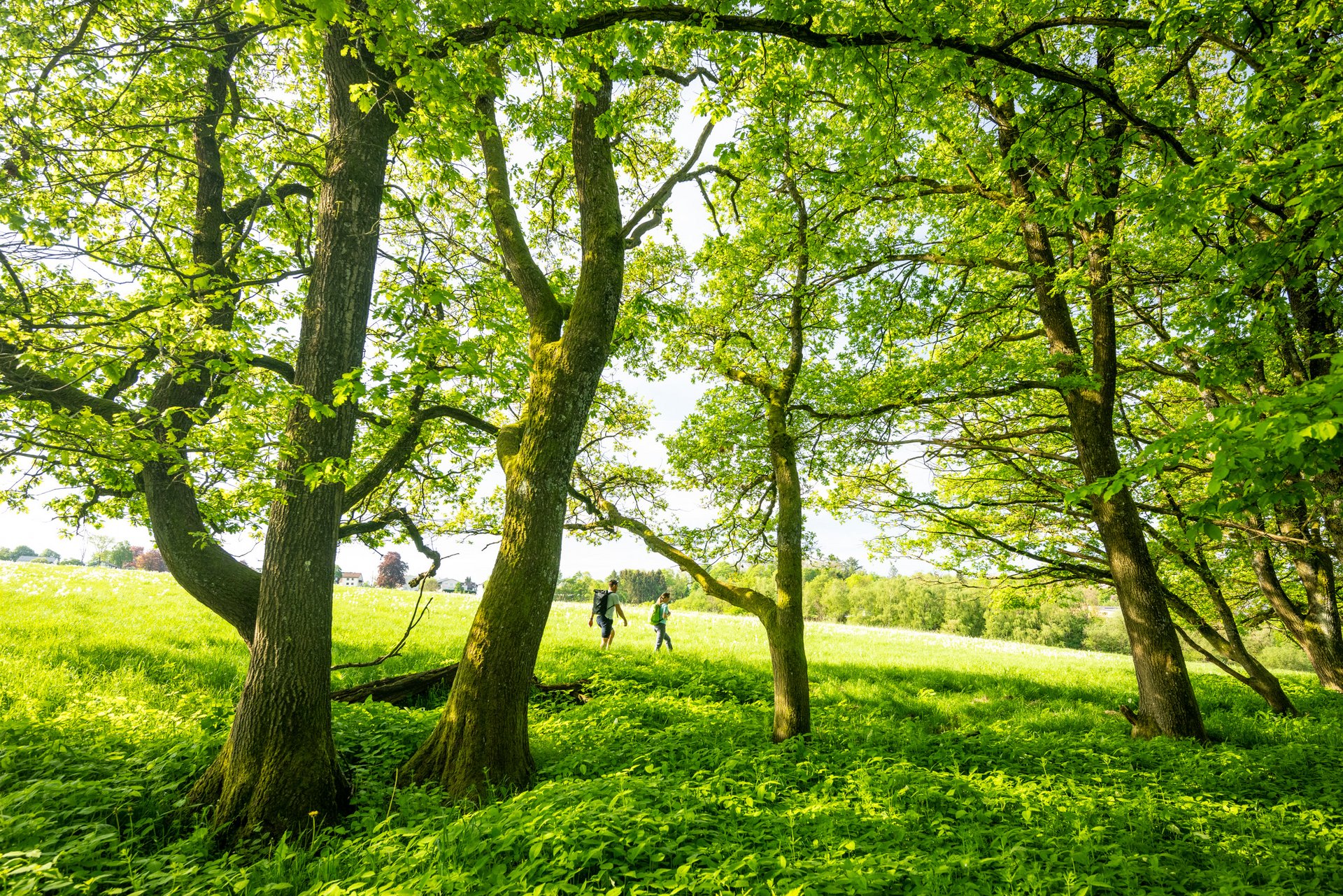 Menschen gehen durch einen sonnenbeschienenen Wald mit üppigem Grün