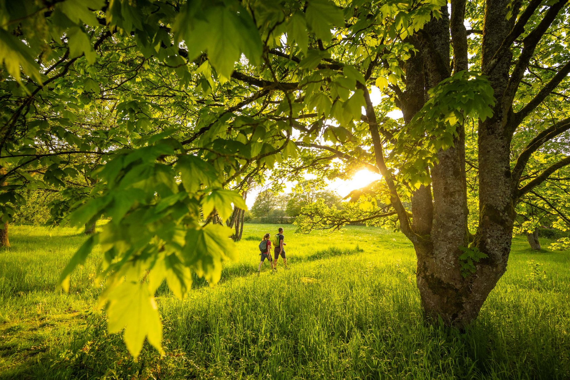 Zwei Personen gehen durch eine grüne Wiese unter Bäumen bei Sonnenlicht