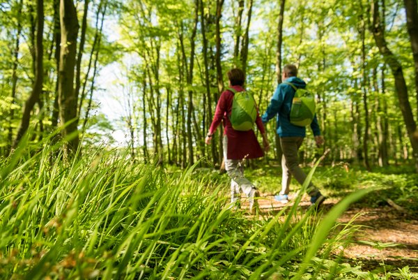 Zwei Personen mit Rucksäcken spazieren durch einen sonnigen Wald