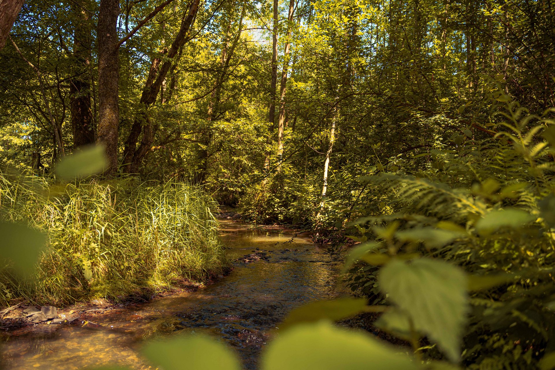 Ein sonniger Wald mit üppigem Grün und einem plätschernden Bach