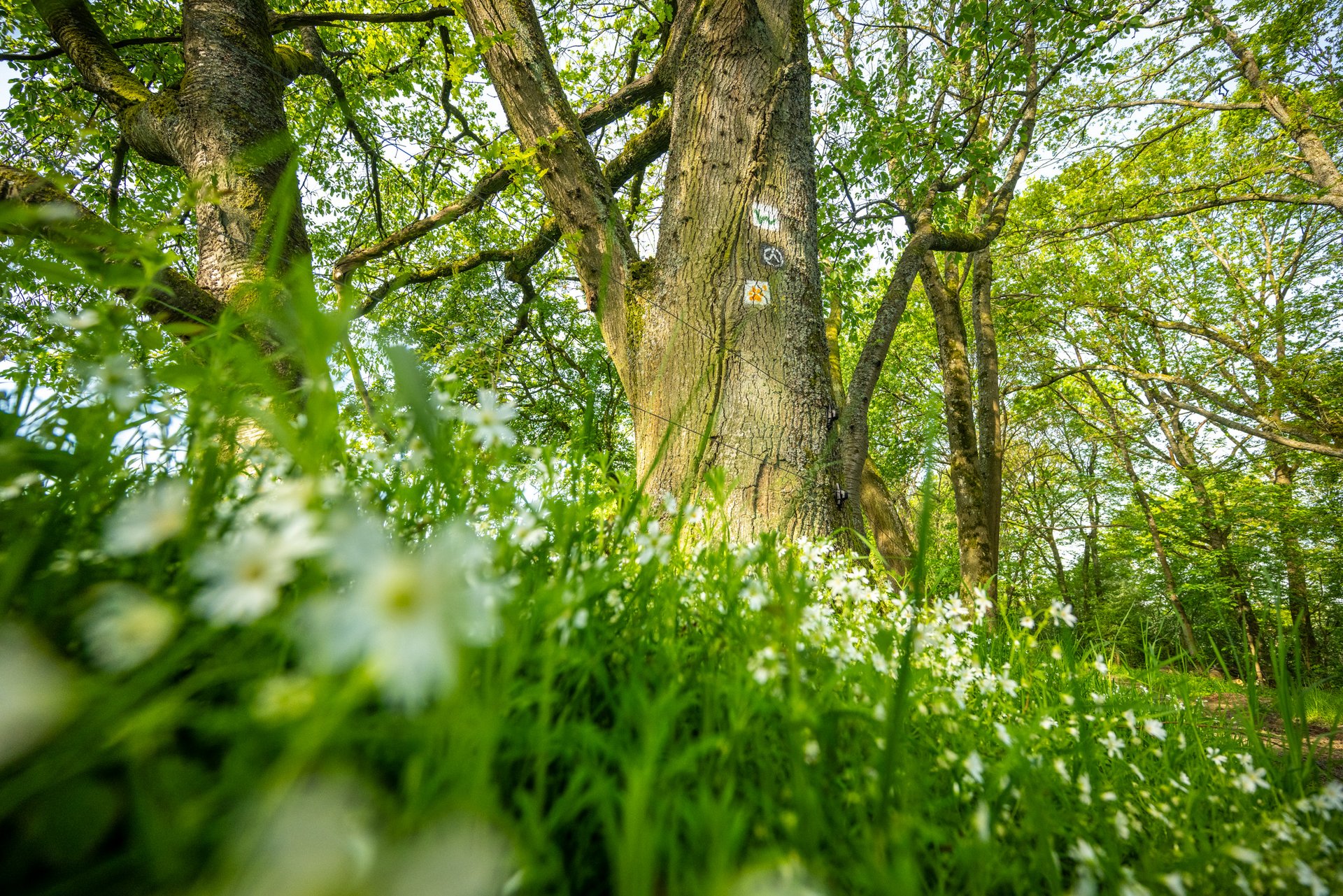 Nahaufnahme von Weißdornblüten und großen Bäumen im Wald