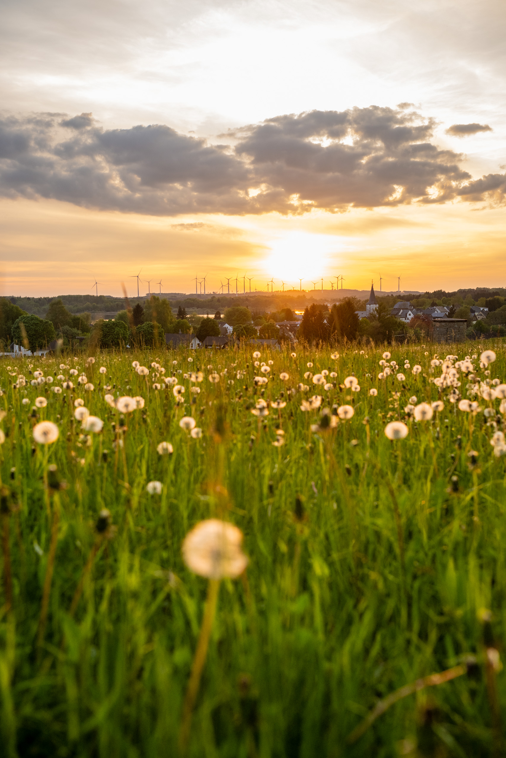 Wunderschöner Sonnenuntergang über einem Löwenzahnfeld mit Windrädern im Hintergrund