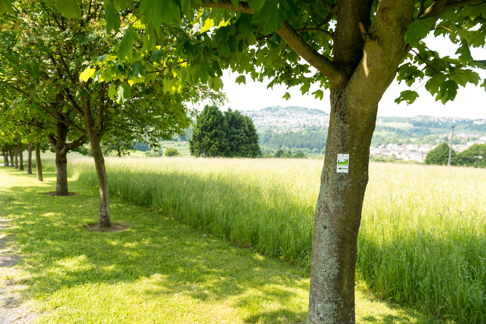 Green trees lining a path with a field and hills in the background