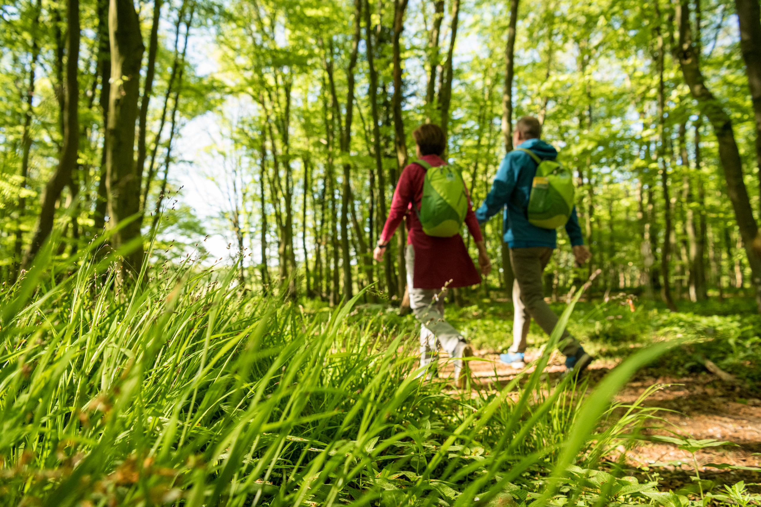 Zwei Personen mit Rucksäcken spazieren durch einen sonnigen Wald
