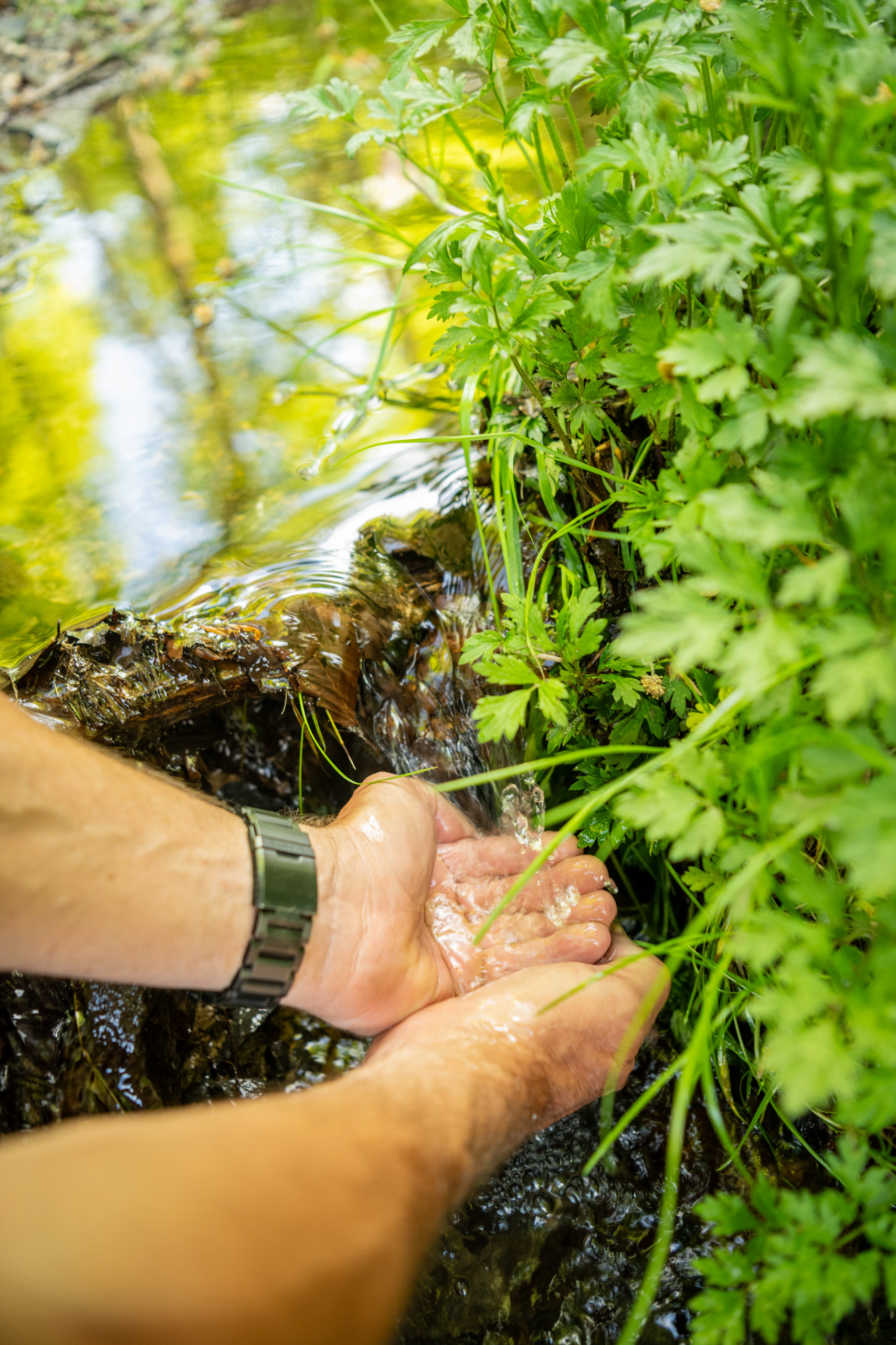 Hands cupping water from a small stream surrounded by greenery