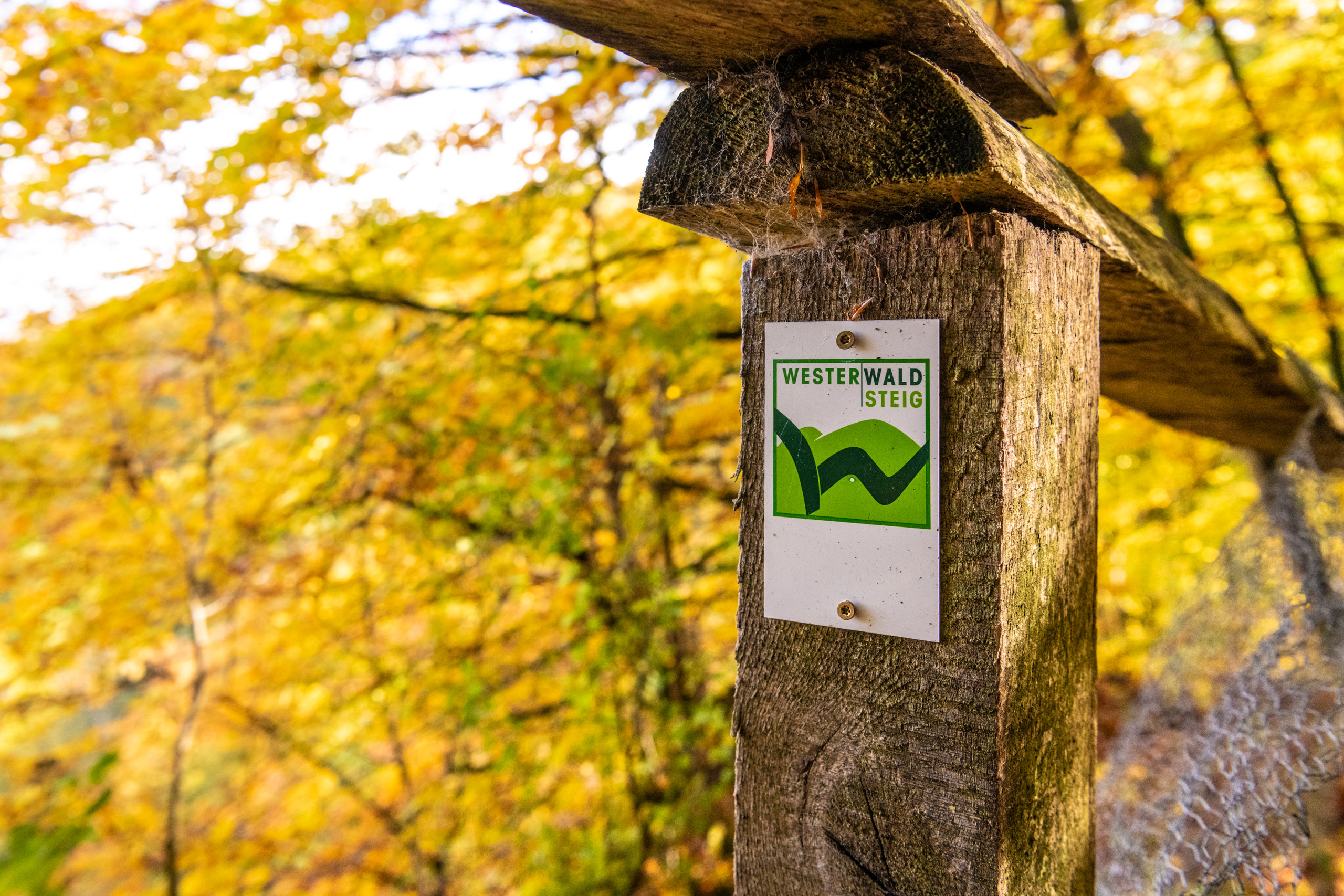 Markierung für den Westerwaldsteig in herbstlicher Umgebung