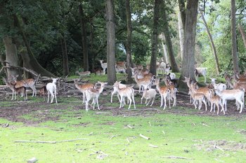 FreizeitparkFreizeitpark Gackenbach